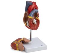 Cranstein A-427 Modèle cœur