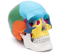 Cranstein Crâne anatomique | Etudes et formation médicales | crâne | Modèle d'anatomie du crâne | Modèle de crâne (A-213)
