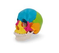 Cranstein Modèle de crâne d'ostéopathie | Études et formation médicales | Crâne enfichable | Modèle anatomique de crâne | Modèle de crâne avec aimants (Multicolore claire)