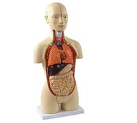 Cranstein Scientific A-437 Mini Torse Anatomie Humaine 16 pièces 2 sexes