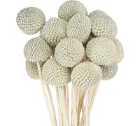Craspedia Fleur artificielle Gris 50-55cm 20p. Décoration moderne