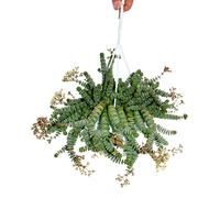 Crassula "Hottentot" 14cm, Crassula rupestris marnieriana, lampe suspendue