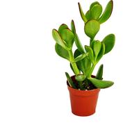 Crassula portulacea - arbre à argent - en pot de 5,5cm