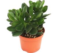 exotenherz - Crassula portulacea - arbre à argent - grande plante en pot de 12cm