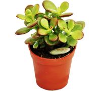 Crassula portulacea minor - Penny Tree - en pot de 5,5 cm