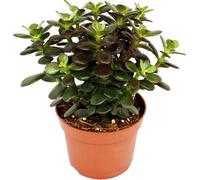 Crassula portulacea minor - Pfennig - grande plante en 12cm