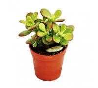 Crassula portulacea Minor - Pfennigbaum - en pot de 8,5 cm