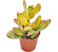 Crassula portulacea "Sunset" - plante moyenne en 8,5cm Top