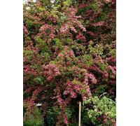 Crataegus media 'Paul's Scarlet' - Aubépine en conteneur 60- 80 cm