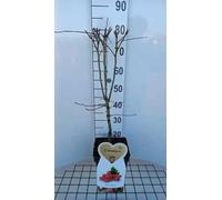 Crataegus media 'Paul's Scarlet' - Aubepine Rouge 60-80 cm en pot