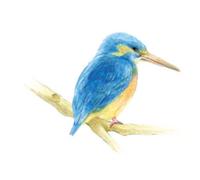 Crayons de couleur 'IROJITEN' Woodlands, set de 30,