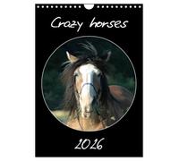 Crazy horses (Wandkalender 2026 DIN A4 hoch), CALVENDO Monatskalender: Pferde von ihrer komischen Seite