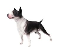 CRDARAAV Sculpture de chien réaliste - Cadeau de collection - Figurine d'animal - Tête de vache noire