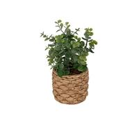 Créateur d'intérieur - Eucalyptus Artificiel en Pot "Jaye" 27cm Vert