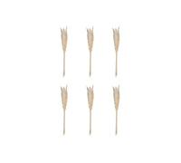 Atmosphera - Lot de 6 fleurs séchées Pampa 66 cm naturel gris