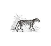 Atmosphera Créateur d'intérieur - Sticker Plat Mural "Léopard" 78x125cm Noir & Blanc G