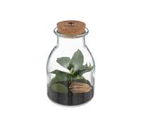 Créateur d'intérieur - Terrarium en Verre "Bota" 19cm Transparent
