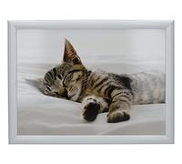 CREATIVE TOPS Plateau avec Coussin Rembourré, Motif Chaton, 44 x 34 cm