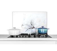 Credence Chat - Blanc - Gros plan Fond de hotte 70x50 cm Credence aluminium Plaque inox de cuisine