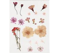 Creotime 20 Fleurs séchées et pressées - Rose Clair