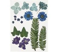 Creotime fleurs et feuilles bleues séchées 19 pièces multicolores Multicolore G
