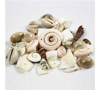 Creotime perles de coquillages de plage 9 - 40 mm Multicolore G