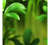 Cresson aléanois (Lepidium sativum),