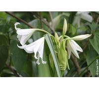Crinum x powellii 'Alba' / Crinole de Powell/Conteneur de 2 à 2.9 litres/Vivace bulbeuse