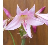 Crinum x powellii 'Rosea' / Crinole de Powell/Conteneur de 5 à 6 litres/Vivace bulbeuse