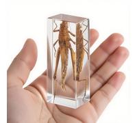 Criquet en résine transparente - Véritable spécimen d'insecte pour projets scientifiques, exposition de curiosités ou presse-papier unique