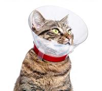 TRIXIE 19510 collier pour chiens et chats Gris Plastique XS Chien