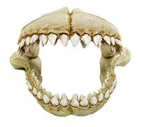 CROCI Dents de Requin Décoratif pour Aquariophilie Taille L