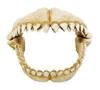 CROCI Dents de Requin Décoratif pour Aquariophilie Taille M