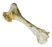 Croci Niki Natural Barf - King Size Beef Bone, Collation Naturelle pour Chiens, Idéale pour Le Régime Barf, 1,3 kg