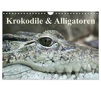 Crocodiles & alligators, Version française (Calendrier mural 2026 DIN A4 portrait), Calendrier CALVENDO mensuel