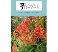 Crocosmia Lucifer - Montbretia rouge écarlate 10 Graines, vivace