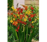 Crocosmia - Montbretia, vivace