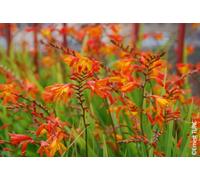 Crocosmia x crocosmiiflora 'Babylon' / Montbretia Orange et jaune/Conteneur de 1 à 1.9 litres/Vivace bulbeuse