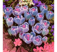 Crocus Bulbi BMany Elegante Design Strada Verde Autunno Parco Decorazione-16 Lampadine