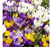 Crocus Bulbi Forti Lampadine Road Greening Decorazione Balcone Decorazioni Misteriosa Sorpresa Regalo-15 Lampadine