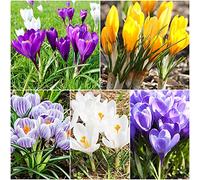 Crocus Bulbi freschi e carini stelo dritto piante balcone decorazione per godere paesaggi issimi fiori tagliati - 18 lampadine
