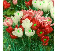 Crocus Bulbi San Valentino Presente Eccellente Qualità di Piccoli Esperti Sanitari Splendide Perenni - 3 Lampadine