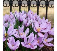 Crocus sativus, 50 bulbes de safran à floraison automnale, de Hollande | Gros calibre, rustique et vivace, pour récolter les stigmates, au soleil ou à mi-ombre en massif, rocaille ou pot, mellifère