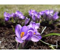 Crocus x vernus 'Grand Maitre' (Multi-bulbe) / Crocus à Grandes Fleurs naturalisable/Conteneur de 1 à 1.9 litres/Vivace bulbeuse