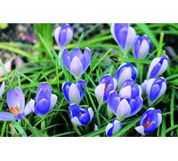 Crocus x vernus 'Vanguard' (Multi-bulbe) / Crocus à Grandes Fleurs naturalisable/Conteneur de 1 à 1.9 litres/Vivace bulbeuse