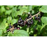 Croseillier Noir - Ribes nigrum | STRUIK C