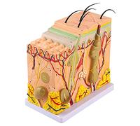 Cryfokt Modèle Anatomique de Peau Humaine Agrandi 50X avec Cheveux, Matériau PVC 3D Agrandi pour la Biologie, Modèle D'enseignement de Chirurgie Esthétique Mini-invasive