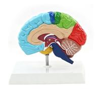 Cryfokt Modèle de Cerveau Humain avec Hémisphère Droit à Code Couleur, PVC