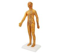 Cryfokt Modèle Féminin D'acupuncture Haute Définition pour L'enseignement, 20,9 Pouces, avec Positionnement Précis du Point D'acupuncture, Matériau PVC