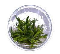Cryptocoryne crispatula in vitro
